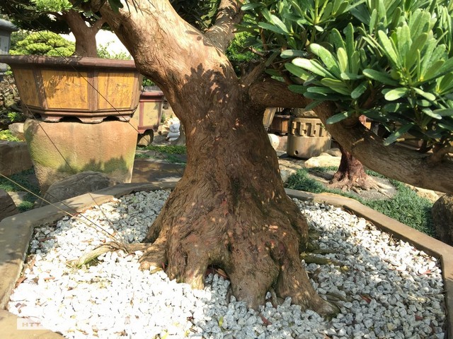 15825771833_3fbaa20bcb_o