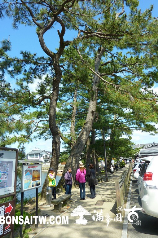 P1510533 [日本庭園]古城．松江城(1) 盆栽樂趣(Travel)