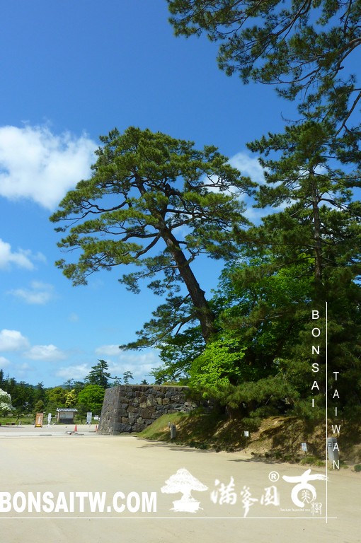 P1510540 [日本庭園]古城．松江城(1) 盆栽樂趣(Travel)