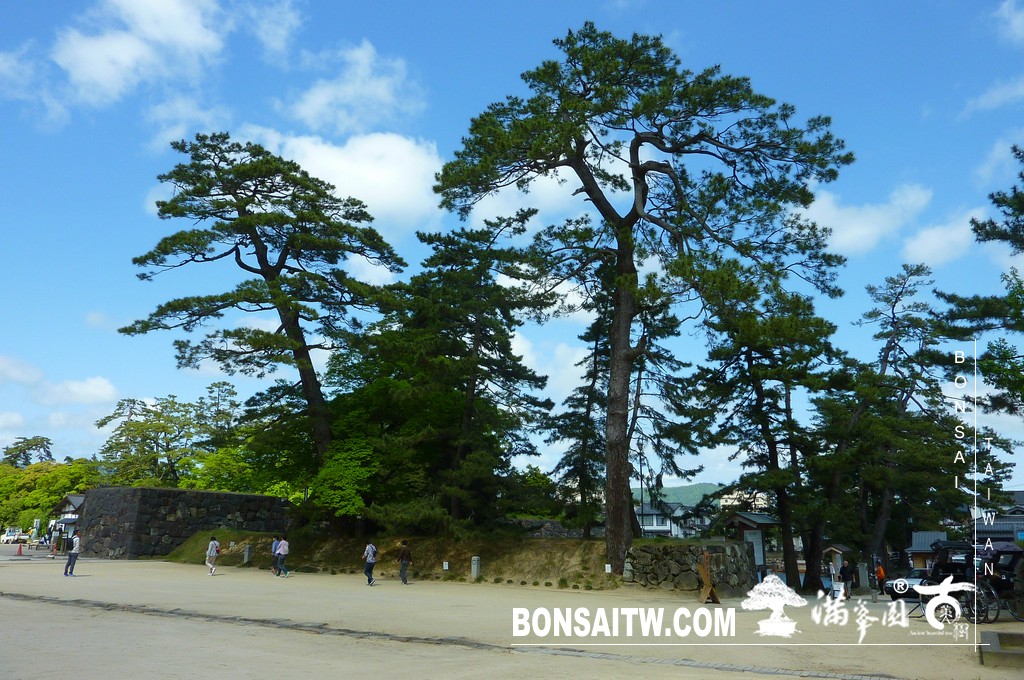 P1510544 [日本庭園]古城．松江城(1) 盆栽樂趣(Travel)