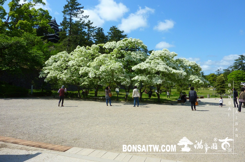 P1510552 [日本庭園]古城．松江城(1) 盆栽樂趣(Travel)