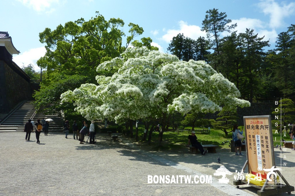 P1510563 [日本庭園]古城．松江城(1) 盆栽樂趣(Travel)