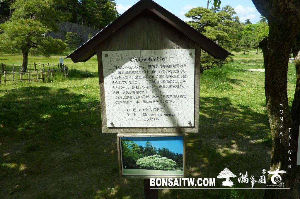 P1510570 [日本庭園]古城．松江城(1) 盆栽樂趣(Travel)