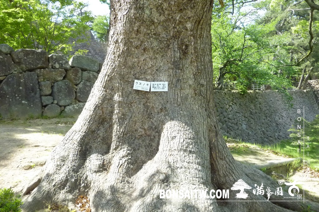 P1510574 [日本庭園]古城．松江城(2) 盆栽樂趣(Travel)