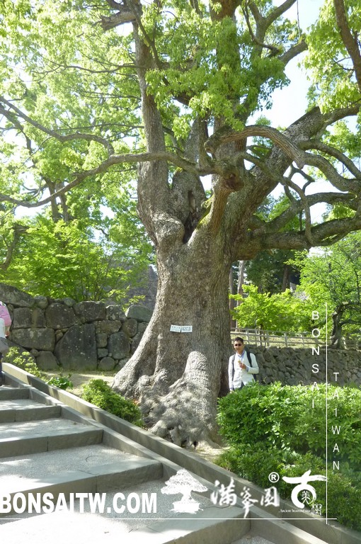 P1510575 [日本庭園]古城．松江城(2) 盆栽樂趣(Travel)