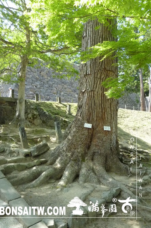 P1510585 [日本庭園]古城．松江城(2) 盆栽樂趣(Travel)