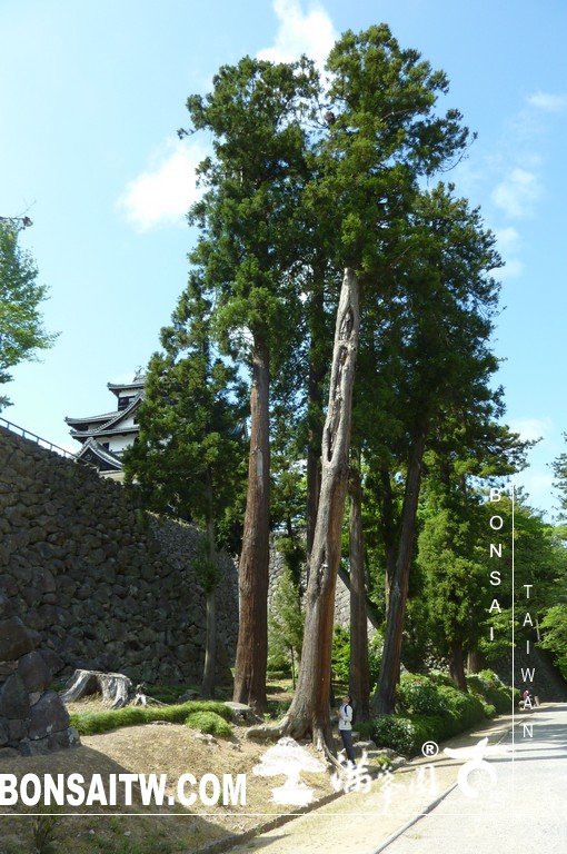 P1510595 [日本庭園]古城．松江城(2) 盆栽樂趣(Travel)