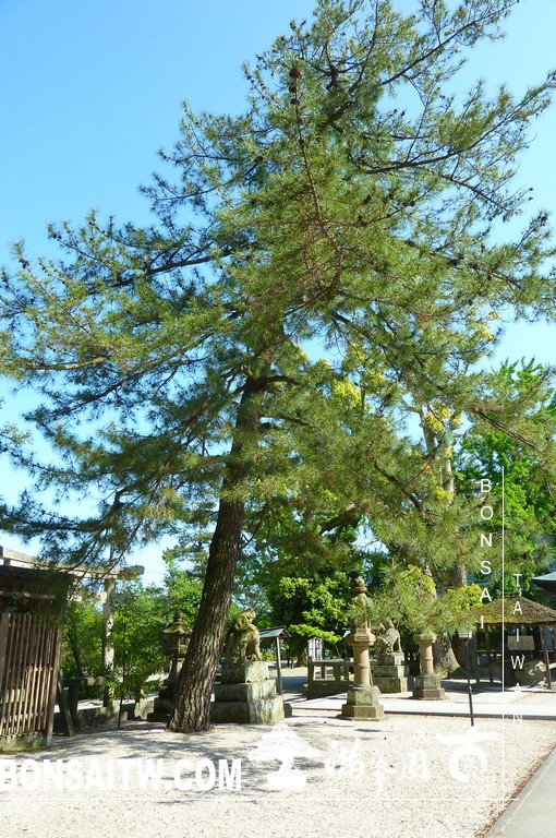 P1510774 [日本庭園]古城．松江城(3) 日本庭園(Japanese Garden)