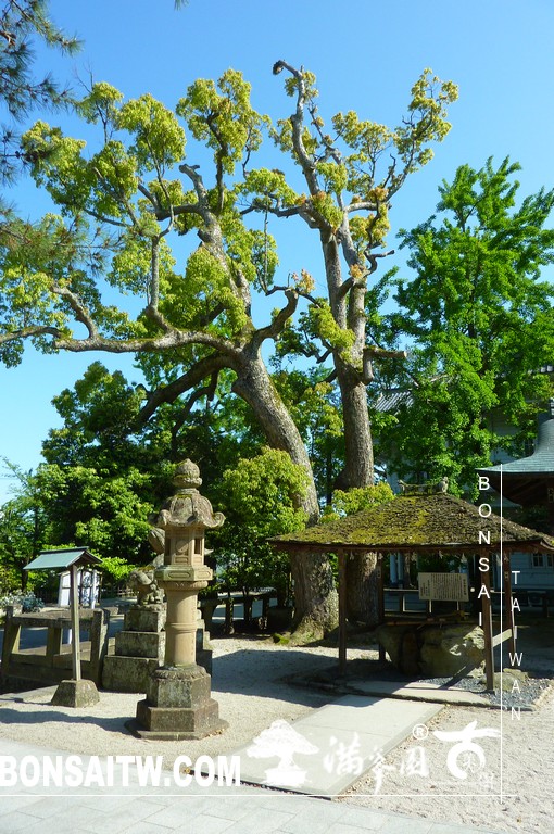 P1510778 [日本庭園]古城．松江城(3) 日本庭園(Japanese Garden)