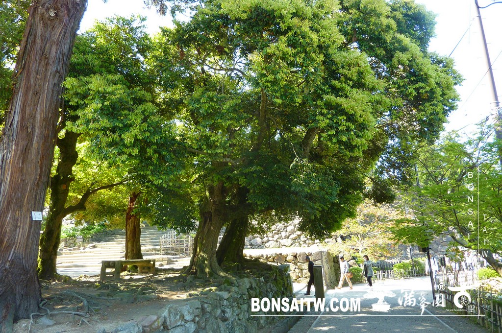 P1510792 [日本庭園]古城．松江城(3) 日本庭園(Japanese Garden)
