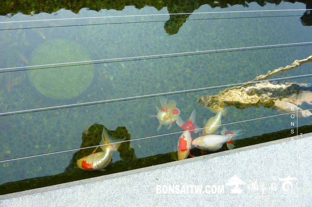 P1510843 [日本庭園]松江歷史館(1) 盆栽樂趣(Travel)