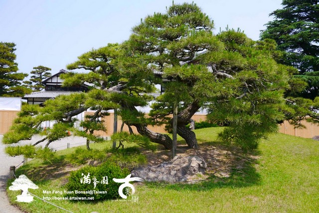 古美樹滿峯園日本庭園