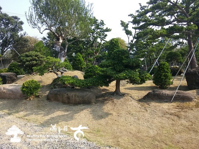 古美樹滿峯園羅漢松庭園造景