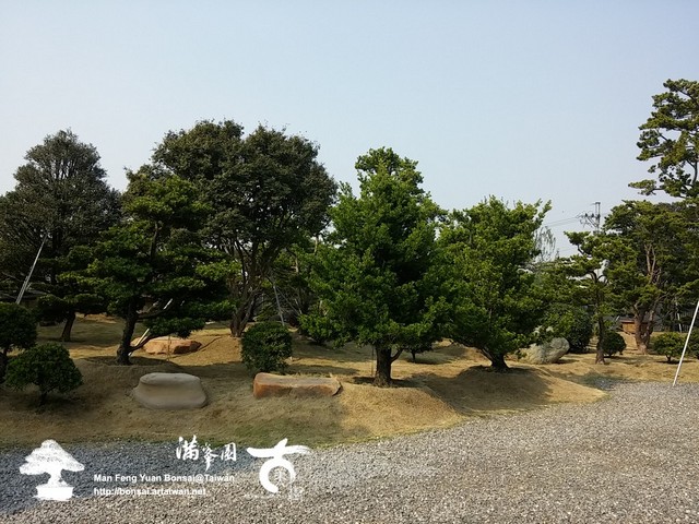 古美樹滿峯園羅漢松庭園造景