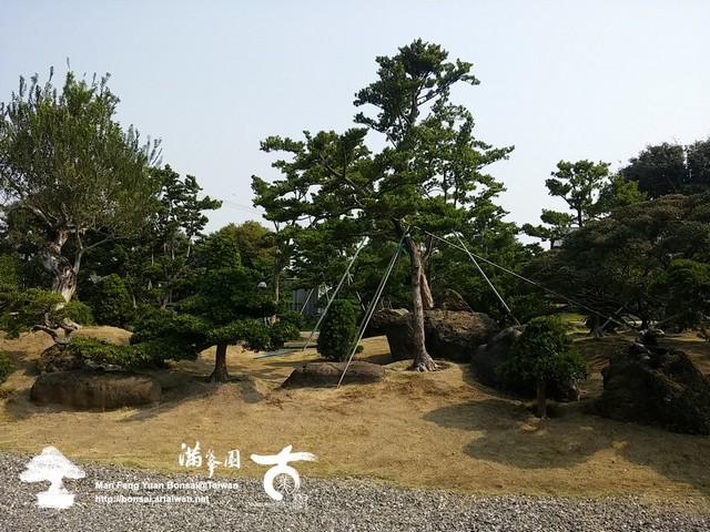 古美樹滿峯園羅漢松庭園造景