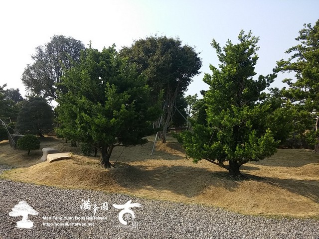 古美樹滿峯園羅漢松庭園造景