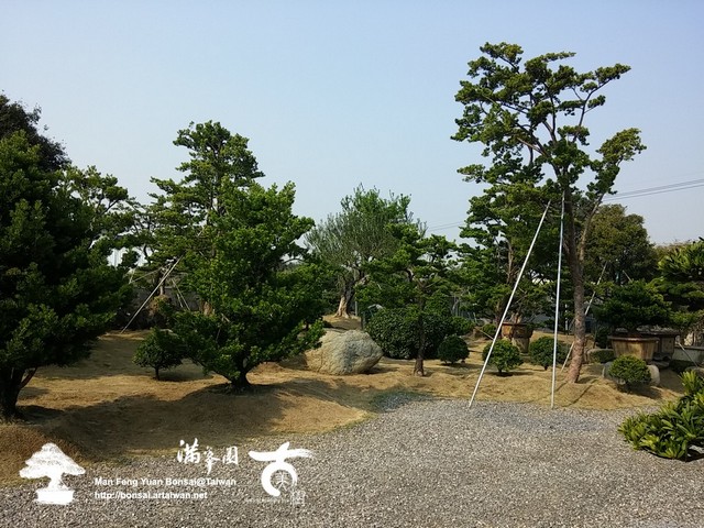 古美樹滿峯園羅漢松庭園造景