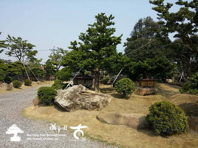 古美樹滿峯園羅漢松庭園造景