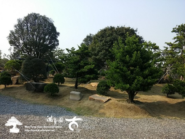 古美樹滿峯園羅漢松庭園造景