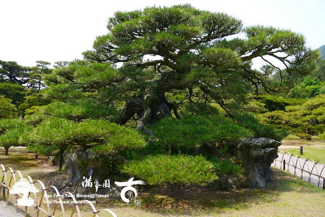 古美樹滿峯園日本庭園