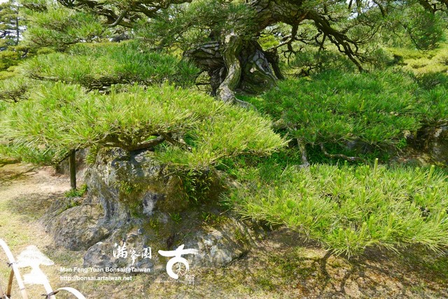 古美樹滿峯園日本庭園