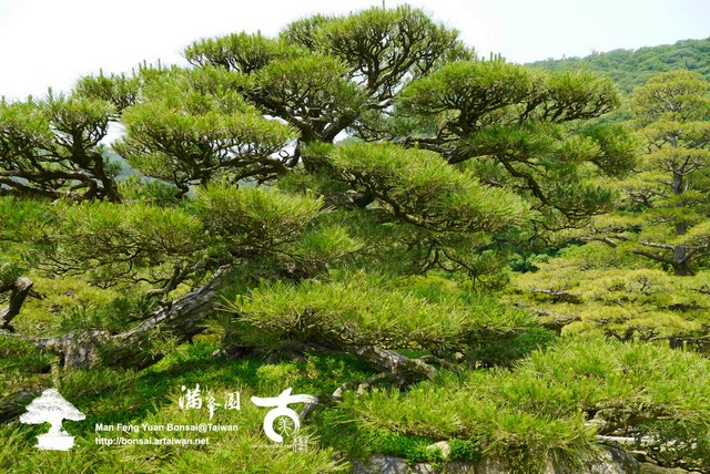 古美樹滿峯園日本庭園