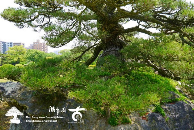 古美樹滿峯園日本庭園