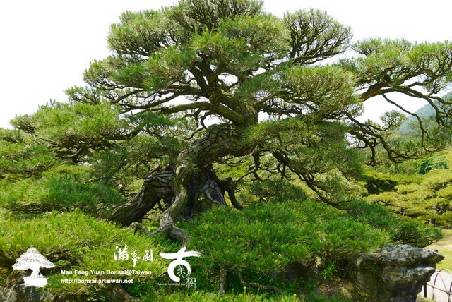 古美樹滿峯園日本庭園