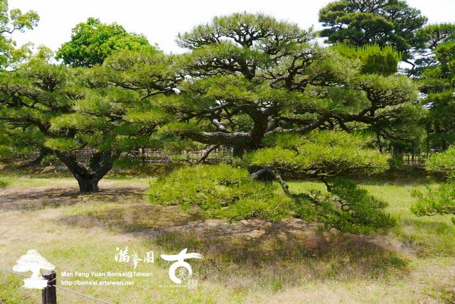 古美樹滿峯園日本庭園
