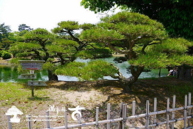 古美樹滿峯園日本庭園