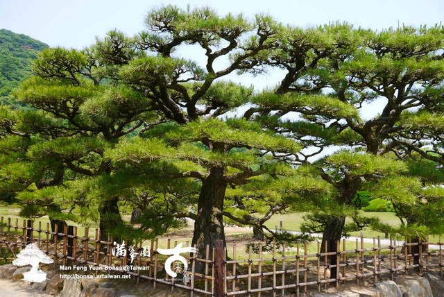 古美樹滿峯園日本庭園