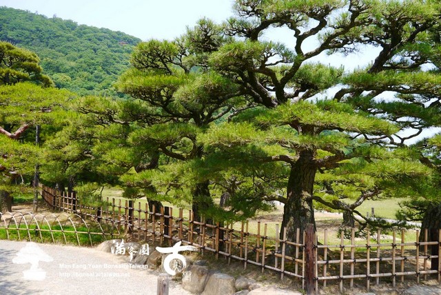 古美樹滿峯園日本庭園