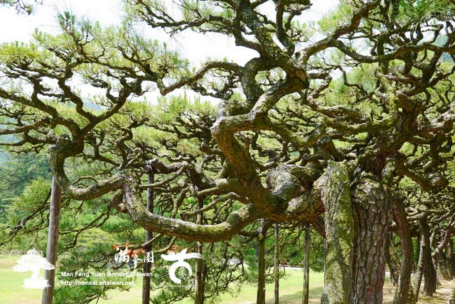 古美樹滿峯園日本庭園