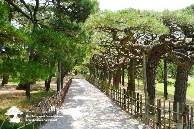 古美樹滿峯園日本庭園