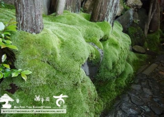 102314AB 5AC8 4DE0 9D07 D0CF2CB45AA5 [日本庭園]京料理．瓢亭の美 日式庭園(Japanese Style Garden)