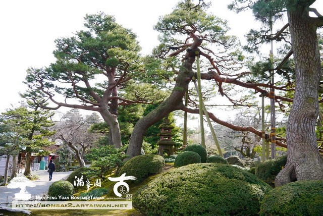 古美樹滿峯園日本庭園
