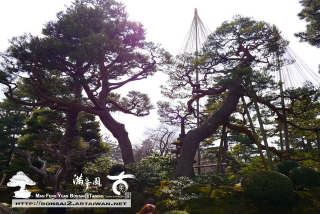 古美樹滿峯園日本庭園