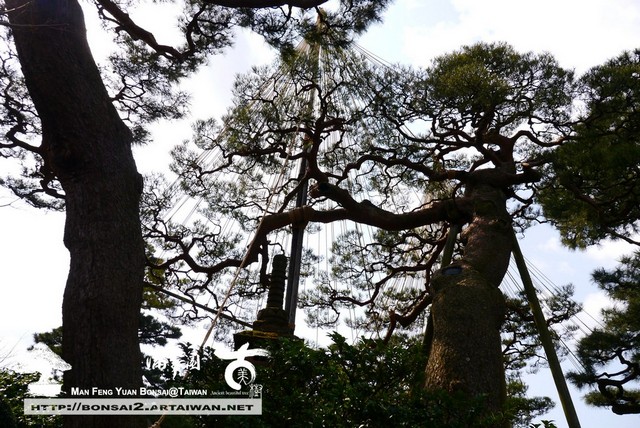 古美樹滿峯園日本庭園