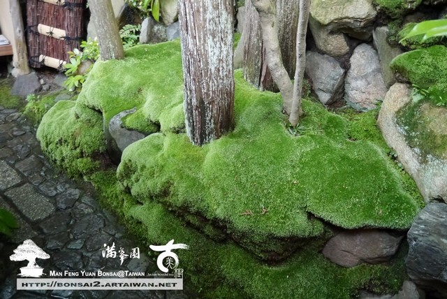 古美樹滿峯園日本庭園羅漢松真柏