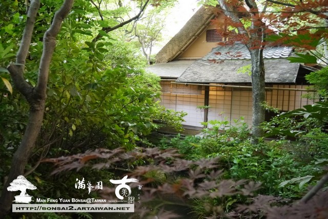 古美樹滿峯園日本庭園羅漢松真柏