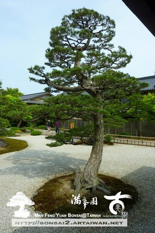 古美樹滿峯園日本庭園造景