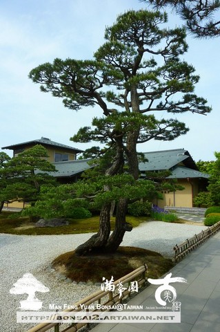 古美樹滿峯園日本庭園造景