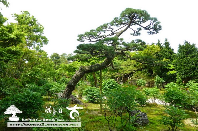 古美樹滿峯園日本庭園造景