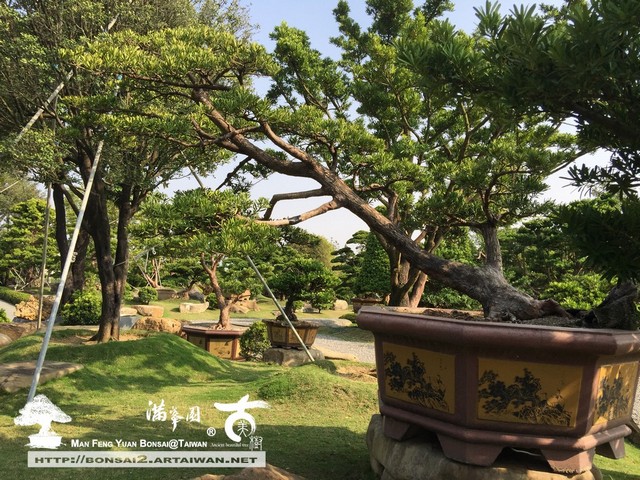 古美樹滿峯園庭園造景