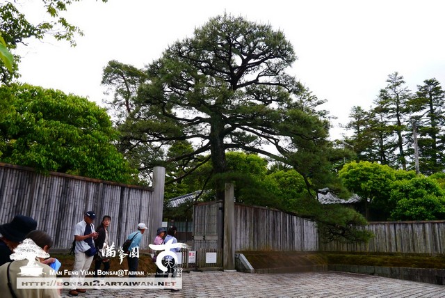 古美樹滿峯園日本庭園修學院