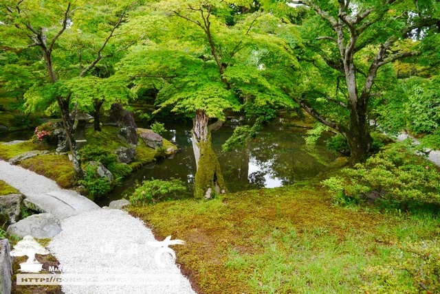 古美樹滿峯園日本庭園修學院