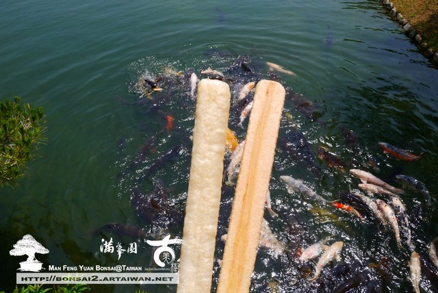 古美樹滿峯園日本庭園栗林公園