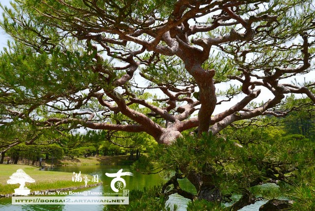 古美樹滿峯園日本庭園栗林公園