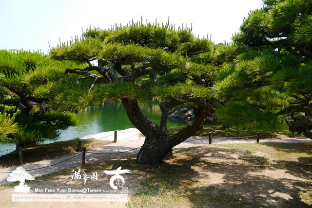 古美樹滿峯園日本庭園栗林公園