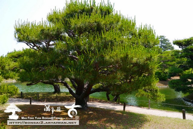 古美樹滿峯園日本庭園栗林公園